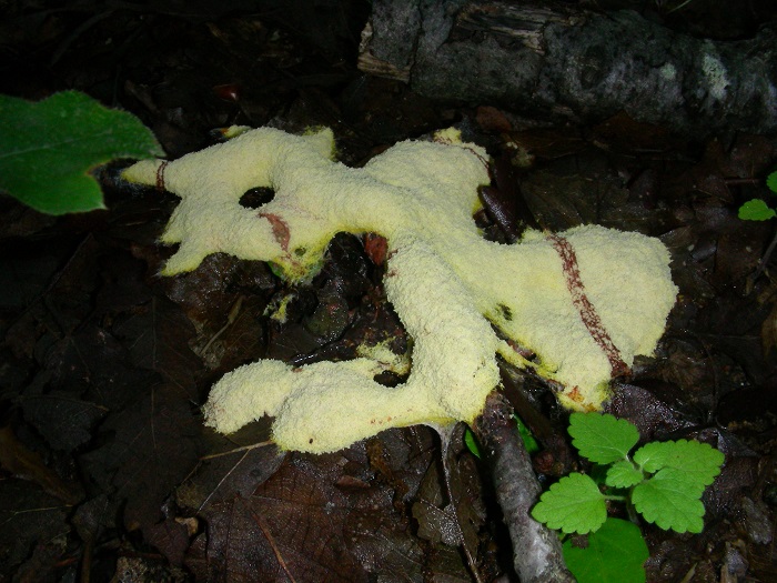 1087 Luglio vecchio ritrovamento